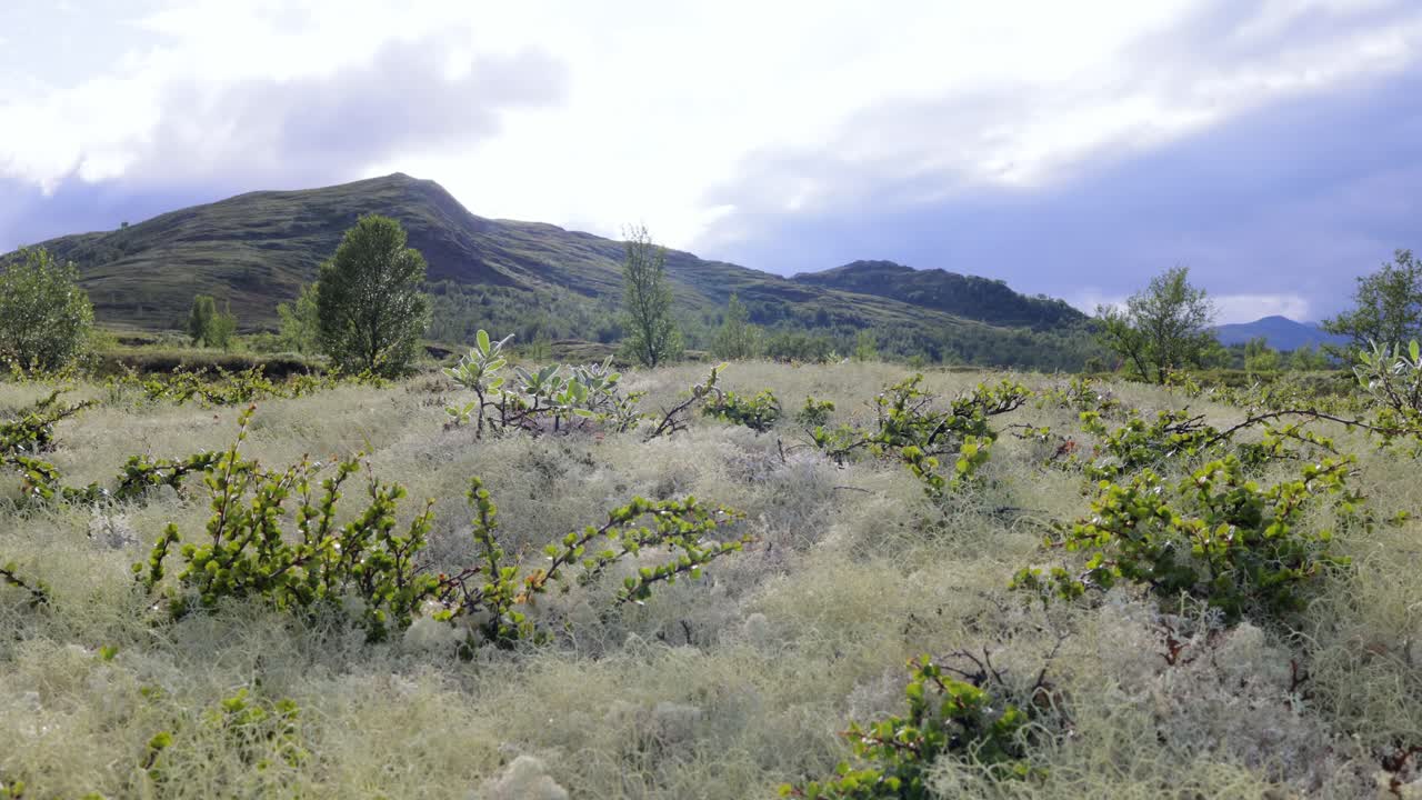 Tundra Artica. Splendido paesaggio naturale della Norvegia