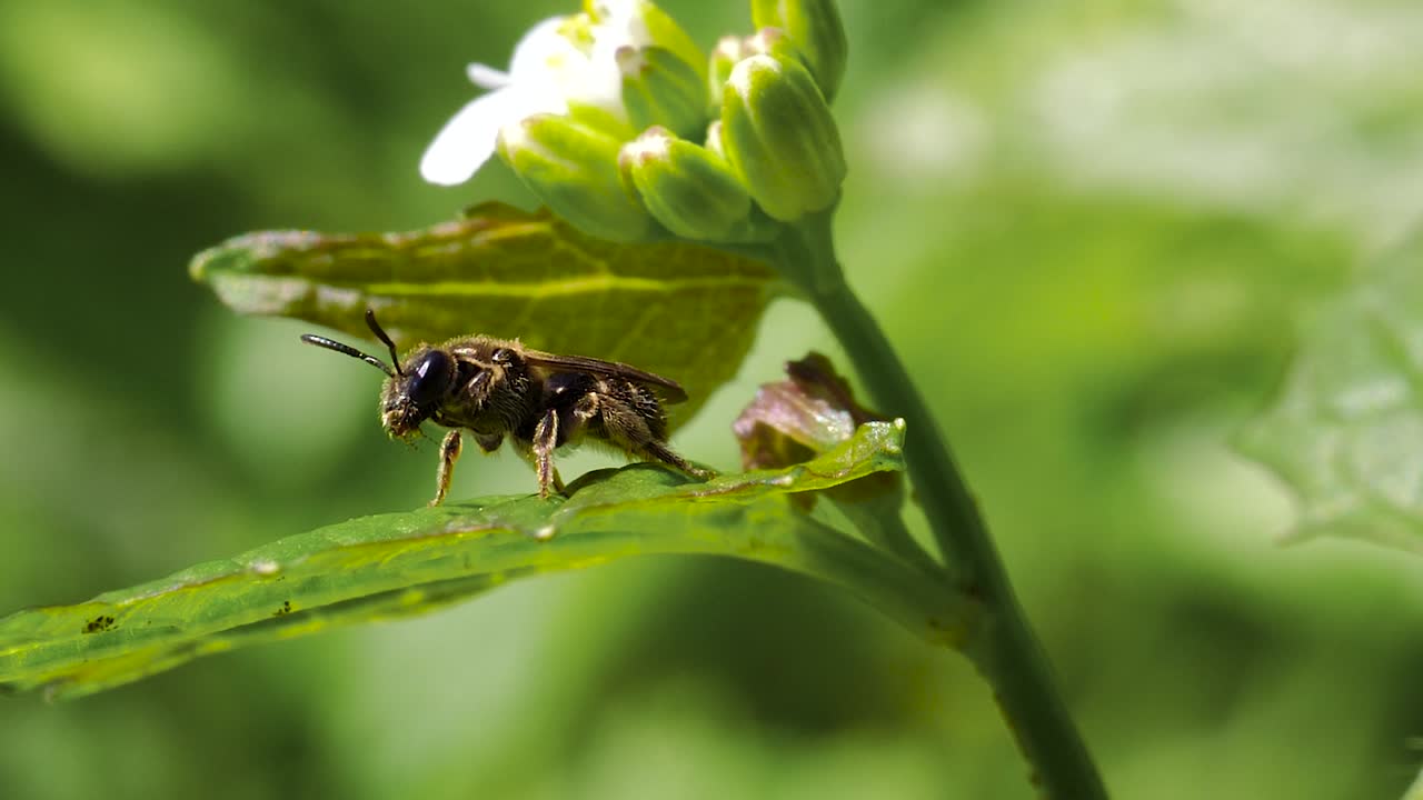 abeja avispa un primerísimo plano limpiándose en la hoja - ontario, canadá