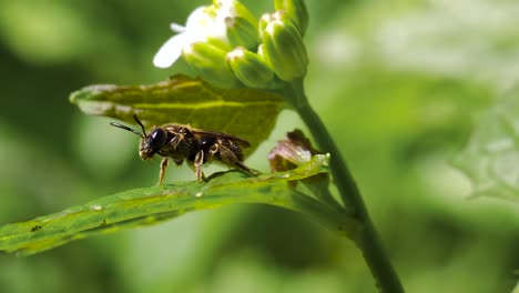 Bee-Wasp-Extreme-Close-Up-Cleaning-Itself-on-Leaf---Ontario-Canada