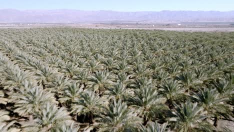 gran vivero de palmeras en coachella, california con video de drones de cerca y avanzando