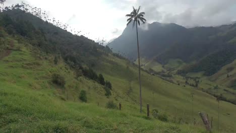 cocora valley in colombia quindio