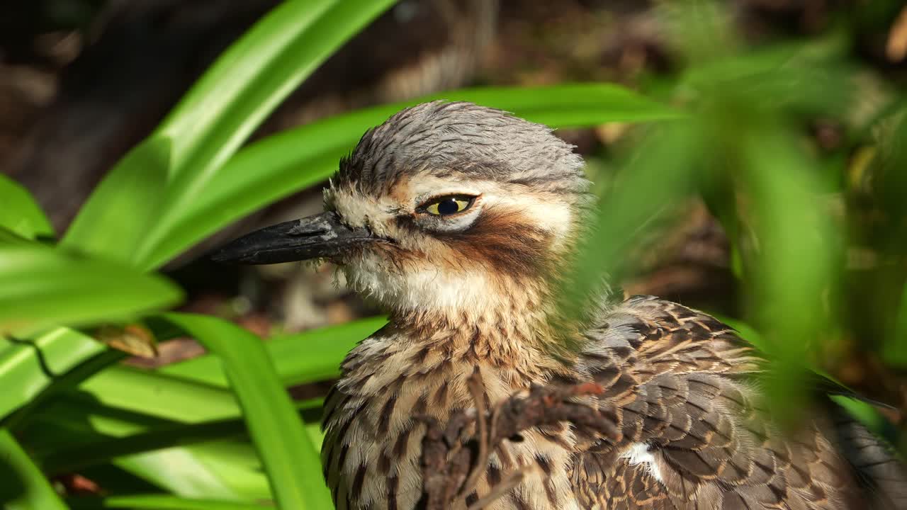 Close up shot of a nocturnal ground-dwelling bush stone-curlew, burhinus grallarius roosting on the ground, sleeping and resting during the day in the park.
