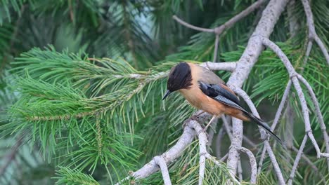 rufous sibia on a perch in forest