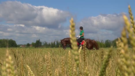 woman horseback riding in a wheat field