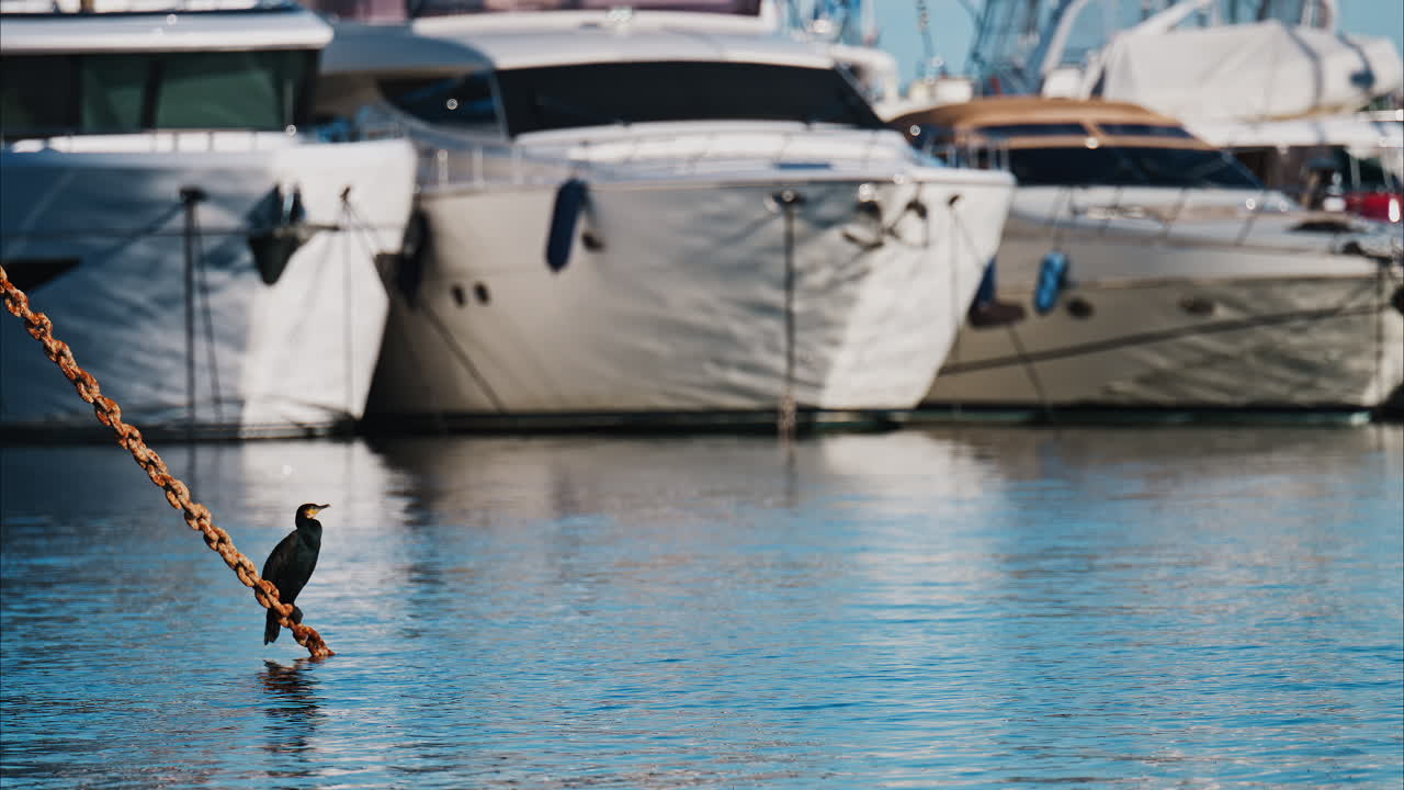 Great cormorant bird standing on a chain near boats docked on the sea