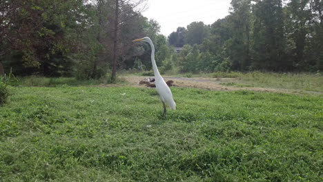 Weißer-Reihervogel-In-Pennsylvania