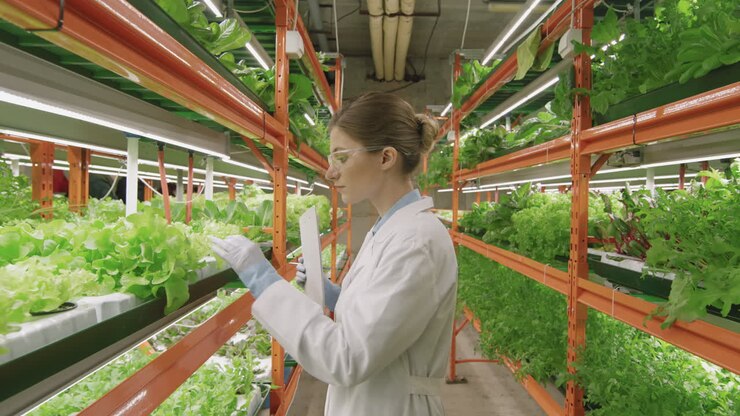 Female Agroengineer Inspecting Plants At Vertical Farm