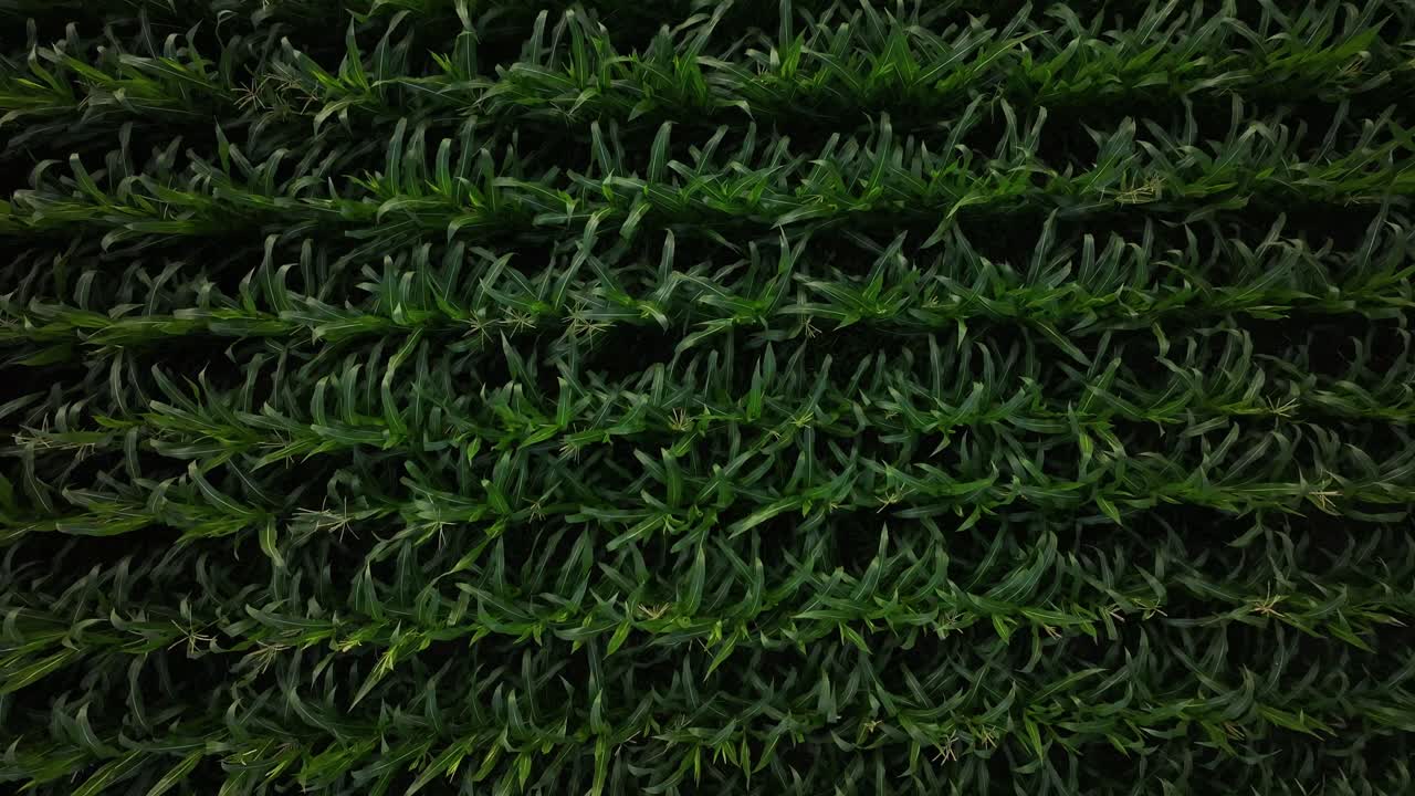 воздушный вид сверху вниз, показывающий пышную плантацию сельскохозяйственных культур возле озера уоленси, в регионах вессен и амден, кантон-сент