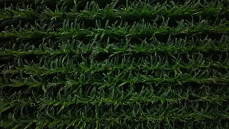 una vista aérea de arriba hacia abajo que muestra una exuberante plantación de cultivos cerca del lago walensee, en las regiones de wessen y amden, canton st.