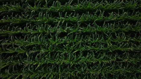 a top-down aerial view showcasing a lush plantation of crops near lake walensee, in the regions of wessen and amden, kanton st