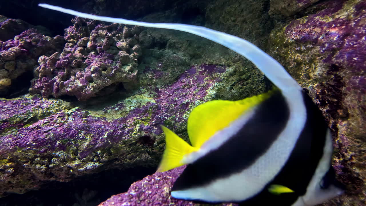 Närbild av en Coachman- eller Longfin-bandfisk som simmar i CRETAquarium Thalassokosmos i Grekland.