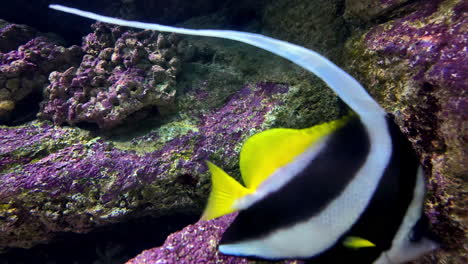 closeup view of coachman or longfin bannerfish swimming in cretaquarium thalassokosmos of greece.