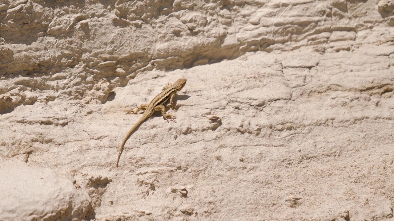 Southwestern Fence Lizard On Chalk Formation At Monument Rocks Kansas