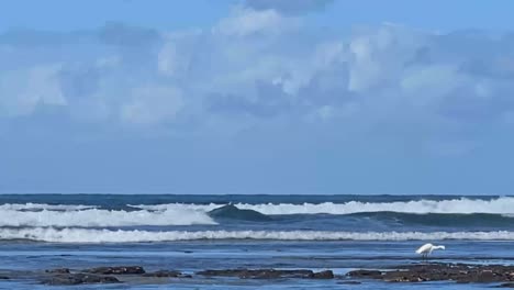 Grulla-Blanca-Pescando-En-Pozas-De-Marea-En-Una-Playa-Del-Sur-De-California-Con-Olas-Rompiendo-En-El-Fondo