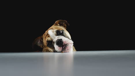 retrato de estudio de un cachorro de bulldog contra un fondo negro comiendo golosinas para perros