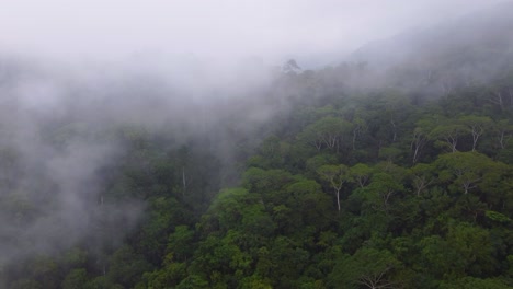 Disparo-Aéreo-De-Un-Dron-Pasando-A-Través-De-La-Niebla-Y-Las-Nubes-Bajas-Sobre-Las-Copas-De-Los-árboles-De-Una-Densa-Selva-Tropical-En-Minca,-Columbia