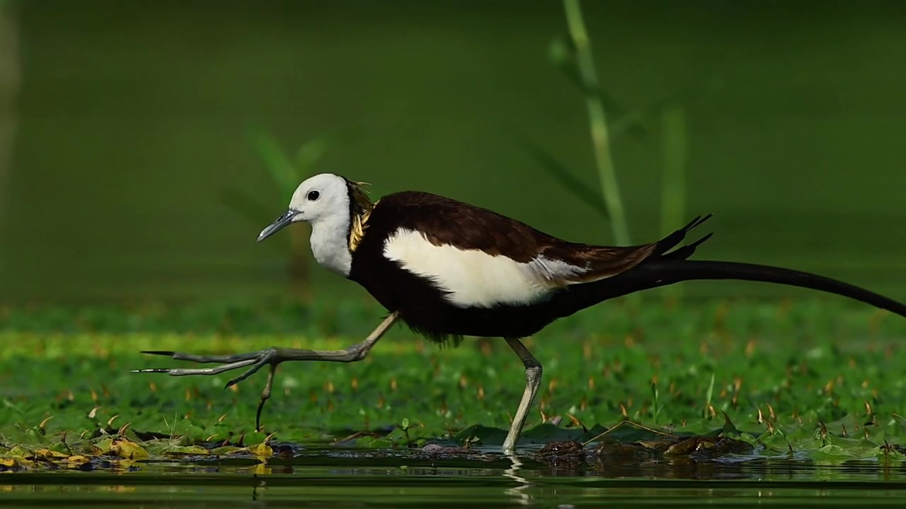 Una jacana dalla coda di fagiano selvatica si nutre di insetti acquatici prima di uscire dall'inquadratura in una lussureggiante zona umida.