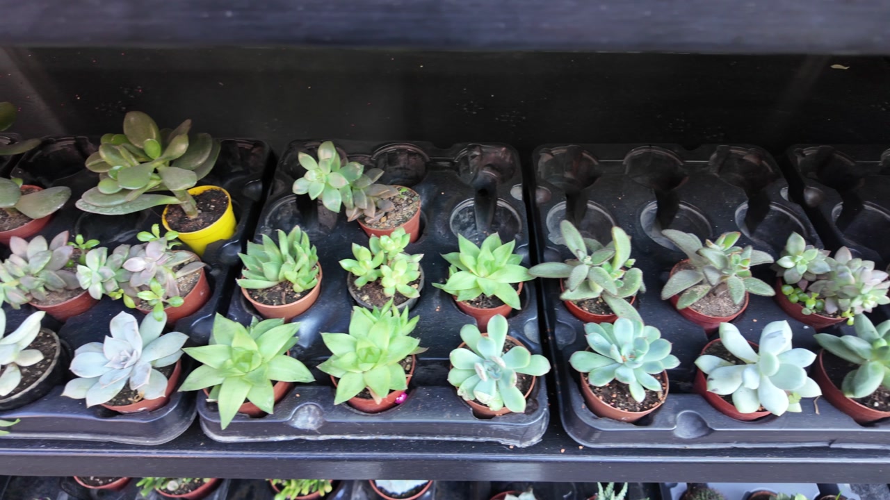 Variety of Succulent Plants in Pots on a Shelf