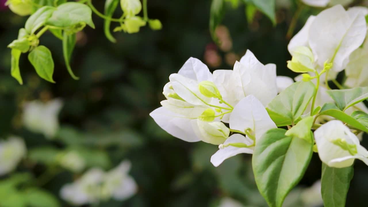 flores blancas de bougainvillea spectabilis en el árbol desde diferentes ángulos