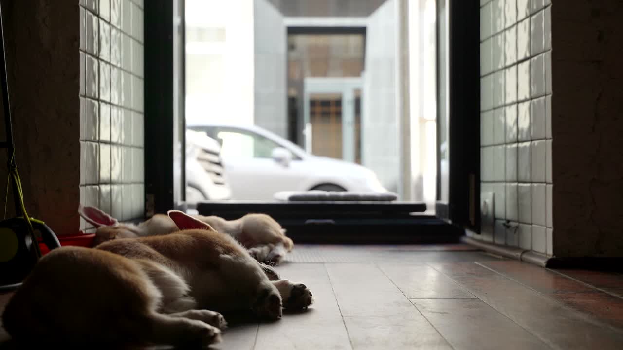 웨일스 코르기 강아지 패션 촬영 스타일 미미미 강아지 강아지 휴식 심한 촬영 하루 후 강아지 귀는 아직 서 있지 않은 강아지 개의 해 중국 달력의 상징 메리 크리스마스 및 행복한 새해 낮은 각도 뷰