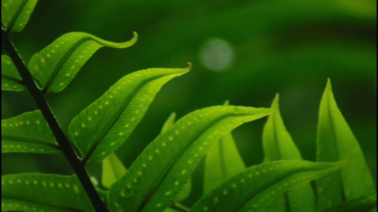primer plano de las hojas de un helecho