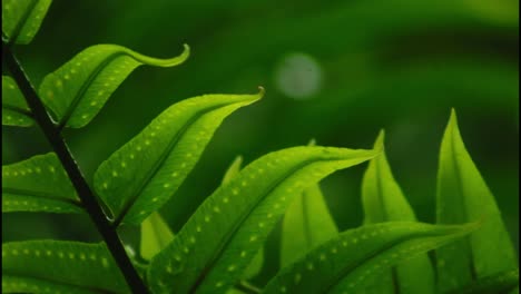close-up of a fern leaves