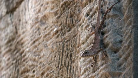 Close-Shot-of-Almost-Camouflaged-Lizard-On-a-Stone-Wall-Moves-Head-and-Can-See-Belly-Moving-as-it-Breathes