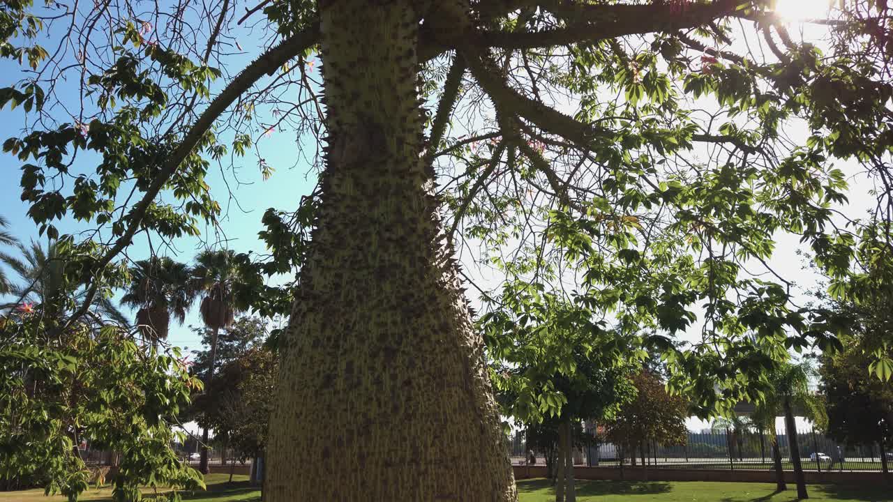 Silk Floss Tree, Ceiba speciosa, with Spiky Swollen Trunk, Tilt Up Low to High