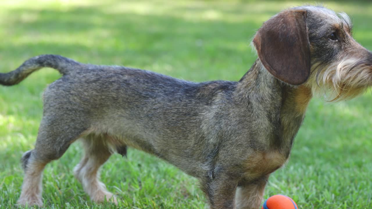 joven dash hund de pelo duro de pie, escuchando y corriendo