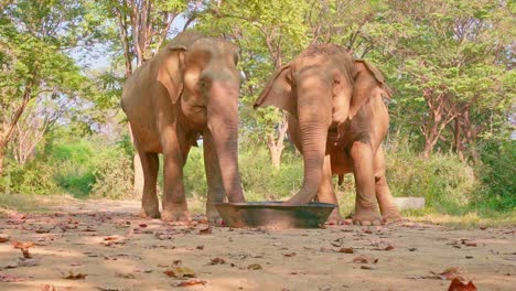 in a heartwarming moment, two asian elephants savor juicy watermelon together, their trunks playfull