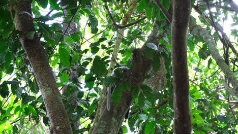 la cola se ve moviendo mientras este individuo descansa en una gran rama que cubre su cuerpo, mono de hoja de gafas trachypithecus obscurus, tailandia