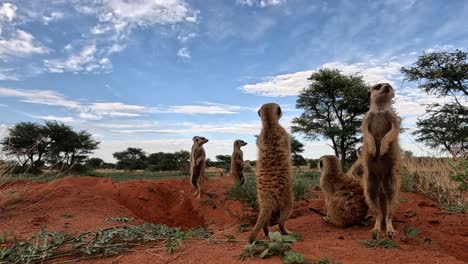 from ground level, a gopro action cam captures the meerkat's alert stance and vigilant scanning of the surroundings, providing a glimpse into their instinctual behaviour and life in the kalahari