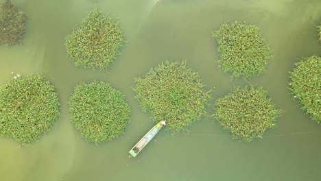 Persona-En-Bote-Cosechando-Gloria-Matutina-Verde-De-Cultivos-Circulares-Geométricos-En-Un-Lago-En-El-Sudeste-Asiático