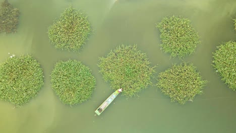 person in boat harvesting green morning glory from geometrical circular crops on lake in southeast asia