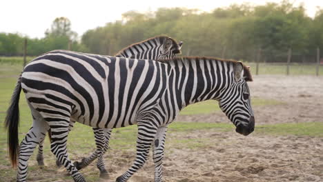 Zebra-couple-walking-together-in-slow-motion