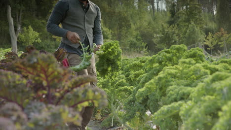 slider cinematic shot l2r of handsome farmer harvesting green chard