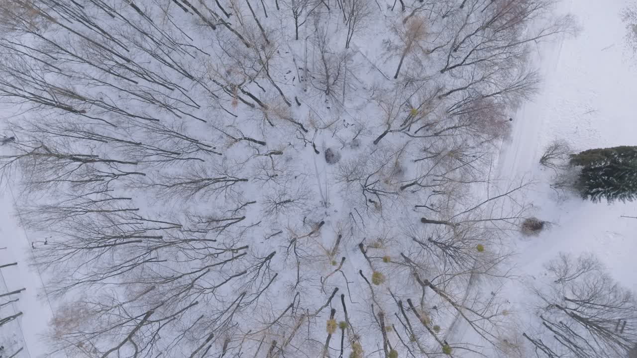 Riprese con drone del Parco della Slesia in Polonia durante l'inverno. Paesaggio innevato con alberi spogli.