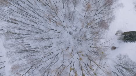 drone shots of silesian park in poland durning winter. snow-covered landscape with bare trees.