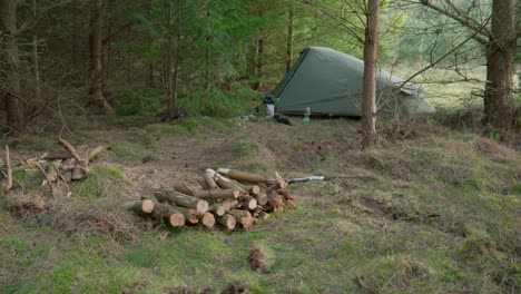 footage of cut logs fallen in norfolk forest