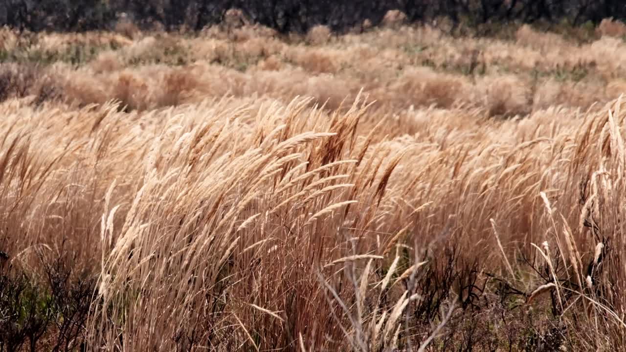 열파 중에 바람에 날아다니는 길고 건조한 풀이 심각한 화재 위험을 초래합니다.