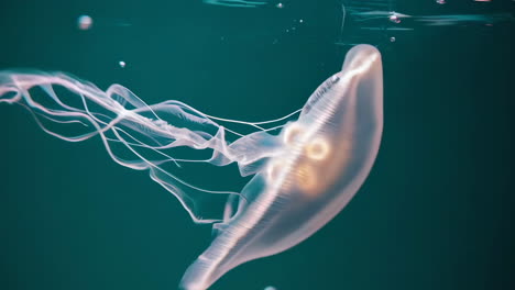 jellyfish underwater: marine life