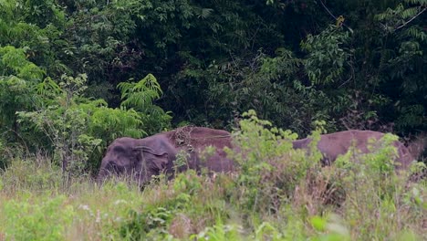 Los-Elefantes-Asiáticos-Son-Especies-En-Peligro-De-Extinción-Y-También-Son-Residentes-De-Tailandia