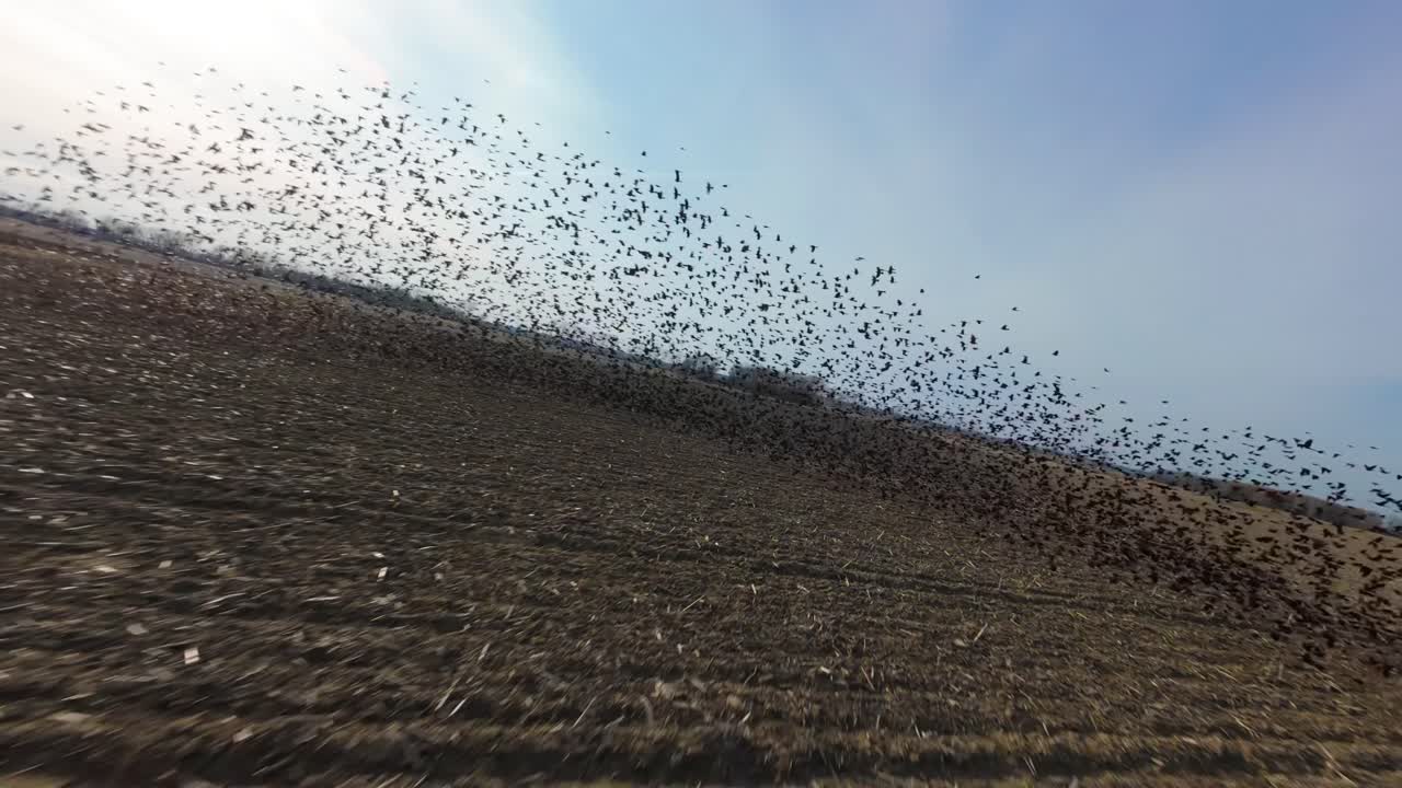 A fast moving drone shot of a large murmuration of blackbirds in a freshly plowed farm field in Illinois. The birds are wheeling and diving together in a mesmerizing pattern