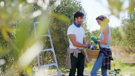 Smiling-couple-holding-harvested-olives-in-farm-4k