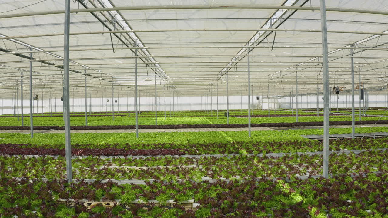 Indoor Hydroponic Farm with Rows of Lettuce