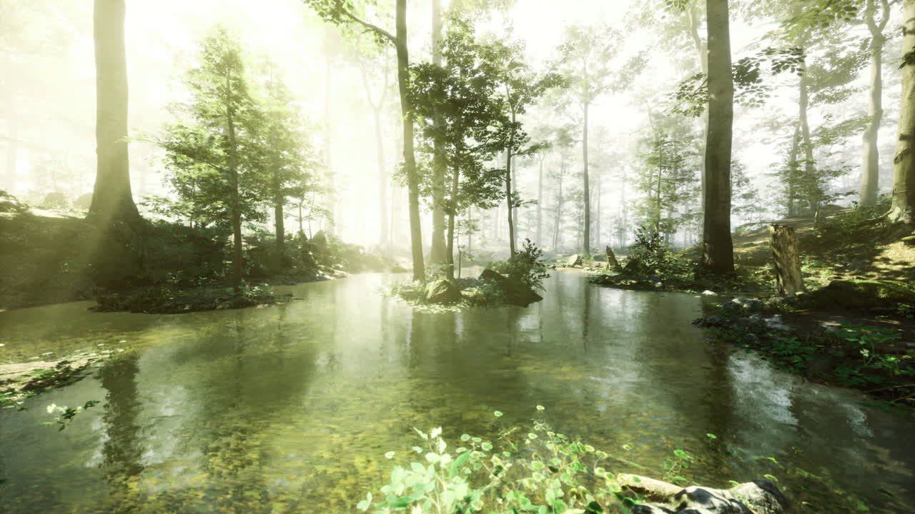Sunlight filters through trees over a serene pond in a tranquil forest