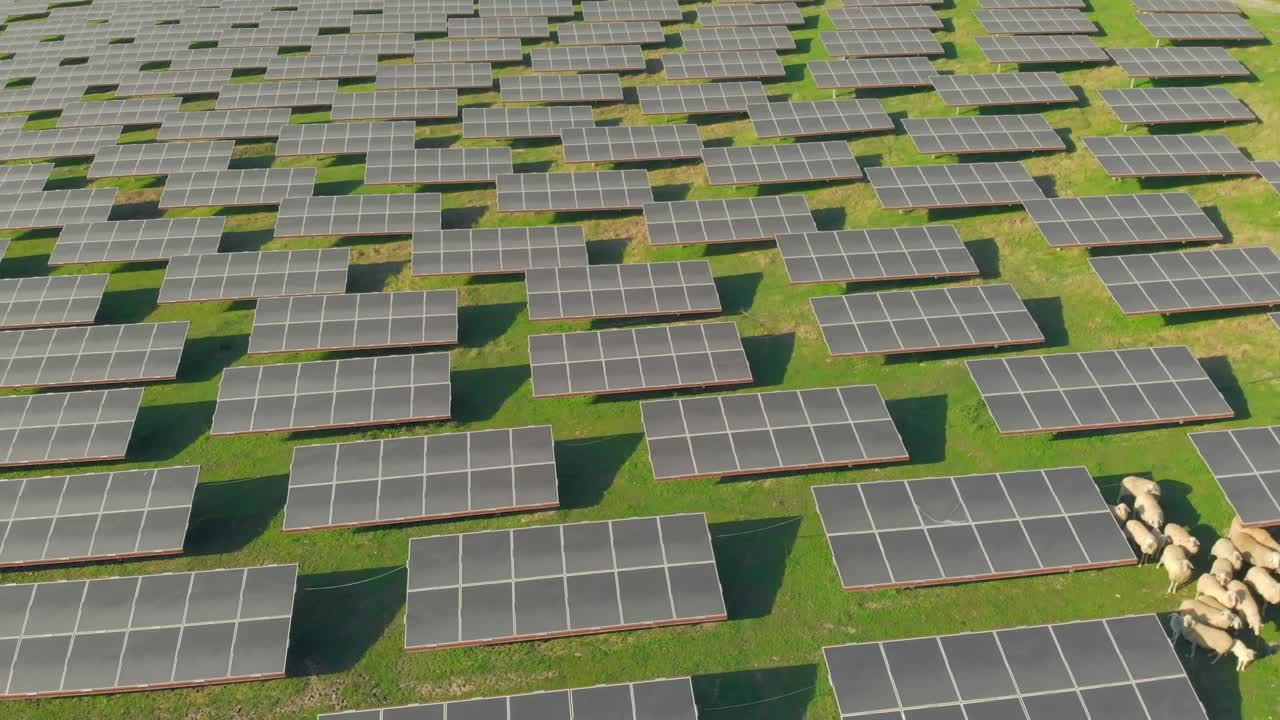 A drone shot sliding right reveals a flock of sheep grazing among rows of solar panels in a grassy field, showcasing sustainable energy and agriculture.