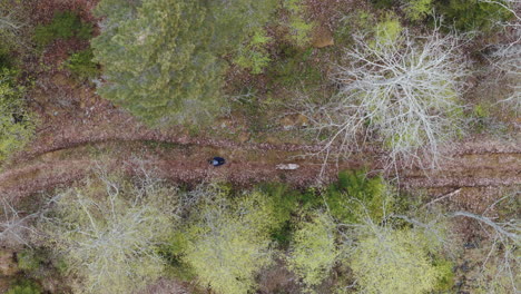 Overhead drone, content creator with camera in front walks dog on trail in woods