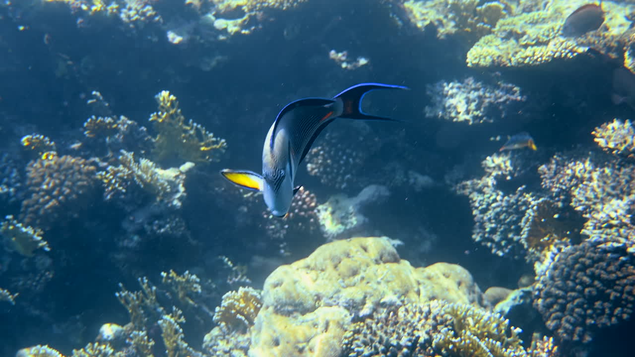 Close up of a Sohal surgeonfish swimming near a coral reef