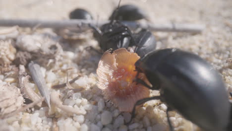 close up of beetles